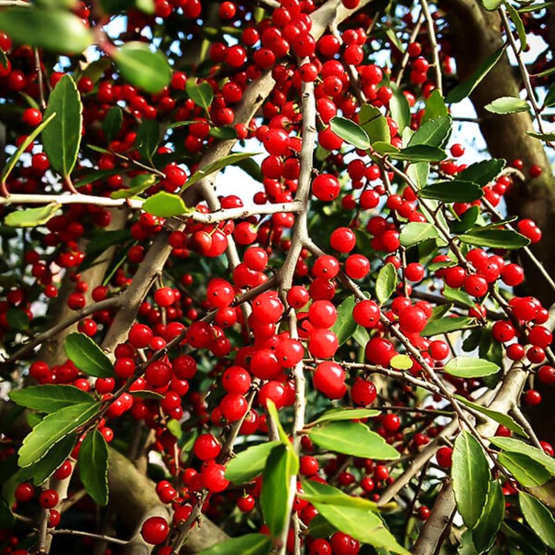 Weeping Yaupon Holly Plant Live 4 to 6 Inch Tall, Weeping Holly Tree Live Plant for Planting, Holly Bush Live Plant