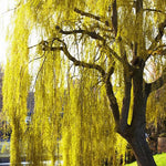 2 Willow Tree Seedlings 6-12'' Tall, Dormant, Bare Roots, Hardy Ornamental Tree for Garden Planting (Weeping Willow Bare Roots)