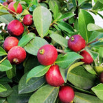 Red Cherry Guava Tree Plant Live, 1 Year Old Tree in Half Gallon Pot, Red Strawberry Guava Fruit 10-16 Inch, Well-Rooted, Ornamental Plants, No CA