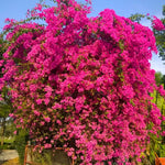 Set 2 Pink Bougainvillea Plants Live, Flowering Bougainvillea Vine 4-8 Inches Tall, Climbing Plant for Outdoor Garden and Trellis