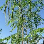 Moringa Plant Live, Moringa Oleifera Live Plant 4” Potted, Fast-Growing Tree for Indoor Outdoor Gardens