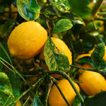 Air-Layered Meyer Lemon Bush Live Plant, Lemon Citrus Fragrant for Outdoor Planting, 1-2 Ft Tall in Gallon Pot