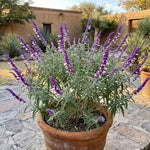 3 Light Purple Salvia Sage Plants 4–7" Tall, Perennial Live Flowering Garden Plants for Outdoor Growing, Vibrant Salvia Plant Starter