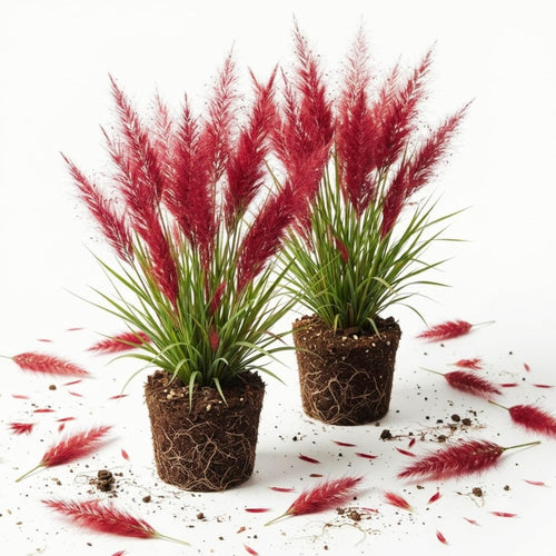2 Ruby Muhly Grass Live Plants, Ornamental Perennial Grass, 5-9 Inch Tall