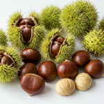 Chestnut Tree Live Plant, Edible Chestnut Tree, 6-12 Inch Tall