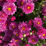 Chrysanthemum Plants Live 4 to 7 Inch Tall, Mums Live Plants, Vibrant Perennial Mum Plant for Planting in Garden (Pink)