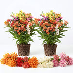 2 Mixed Butterfly Milkweed Plants Live, Native Flower Plant, 4-9 Inch Tall