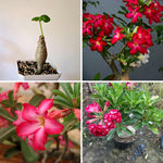 Live Desert Rose Plants, Adenium Desert Rose Bushes, 4-7 Inches Tall for Indoor or Outdoor Planting (Red)