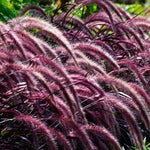 2 Fountain Grass Plants Live, 5-9 Inch Tall Ornamental Grass Live Plants for Landscaping and Garden Borders (Red Purple Fountain Grass)