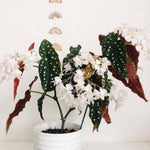 Begonia Plant Live, Colorful Begonia Plants 4-8 Inches, Decorative Houseplant for Indoor Outdoor Gardens and Containers (White Polka Dot Foliage)