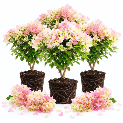 3 Bougainvillea Plants Live, Outdoor Garden Vine, 4-7 Inch Tall