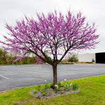Live Redbud Tree Plant 1 Year Old for Outdoot Spring Planting, Eastern Red Bud Tree Live Plant for Planting, Zones 5 to 9
