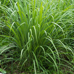 1 Big Lemon Grass Plants for Outside, Lemongrass Plants Live, No Pot, Well Rooted, Trim Back, Fresh Fragrant Lemon Grass Stalks Plants for Outside Live