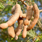 Sour Tamarind Tree Live Plant, 2-3 Feet Tall in 1 Gallon Pot, Tropical Fruit Tree