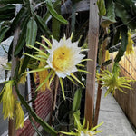 Set of 2 Yellow Dragon Fruit Plants Live, Live Dragon Fruit Plant, Between 4 and 6 Inches Tall, Dragon Fruit Live Plant for Garden, Dragon Fruit Tree Live Plant
