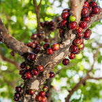 Black Jaboticaba Tree Plant Live, 4 Inc Potted, Jaboticaba Grape Fruit Plant