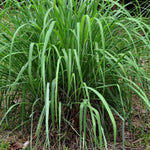 400 Lemon Grass Seeds, Fragrant Herb Lemongrass, Lemongrass Seeds for Outdoor Planting
