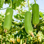 Loofah Plant Live, Luffa Plant Live, 4 Inc Pot, 4-6 Inc Tall, Luffa Live Plant for Indoor Outdoor Planting