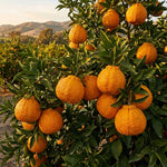 Mandarin Orange Tree Live Plant, 1-2 Feet Tall in 1 Gallon Pot, Sweet Citrus Fruit Tree for Outdoor Garden, Easy Care Potted Citrus Tree
