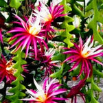 Trailing Epiphyllum Pink Fishbone Cactus Live Plant in 4" Pot, Indoor Outdoor Succulent Cactus Houseplant for Home Decor, No CA