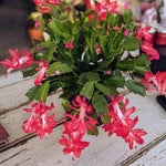 Live Red Christmas Cactus Live Plant 4–6 Inches Tall, Winter Blooming False Thanksgiving Cactus Well Rooted, Flowering Houseplant for Home and Office