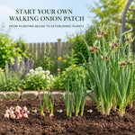 Set 10 Walking Onion Bulbs, Walking Onion Topset Bulb for Planting