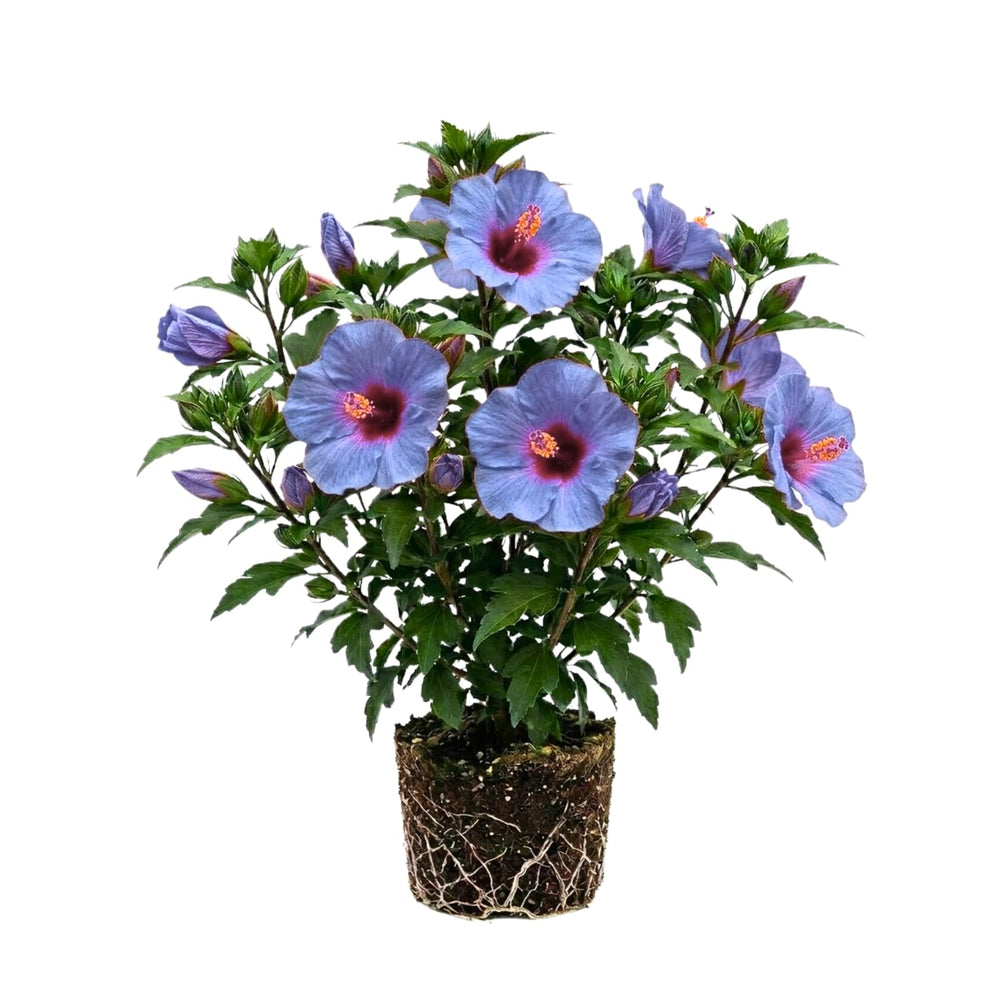 Purple Hibiscus Plant for Outdoor Planting, Hardy Hibiscus Flowers Colorful Blooms, Hibiscus Plant for Grow, 5-7'' Tall