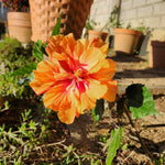 Orange Hibiscus Plant for Outdoor Planting, Hardy Hibiscus Flowers Colorful Blooms, Hibiscus Plant for Grow, 5-7'' Tall
