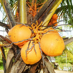 Yellow Coconut Tree Plant Sprouted, Coconut Plant Live, 6 to 8 Inc Tall, Gardening Outdoor