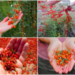 03 Goji Berry Trees Live Plants Bush, 4 Months Old 3-6” Tall, Cold Hardy Berry Plant for Outdoor Planting, No CA