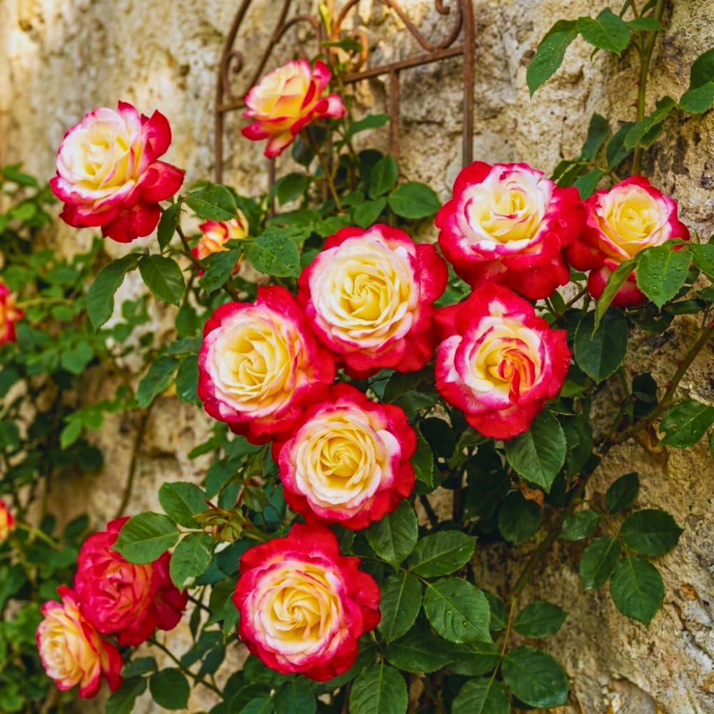 Roses Live Plant, Climbing Rose Plant Live from 5'' Tall, Bush Shrub Plants, Fragrant Flower Garden (Yellow Red)