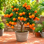 Upright Mandarin Tree Live Plant Grafted 2-3 Feet, Fast-Growing and Bear Fruit for Citrus Garden Outdoor Planting Zones 9-11