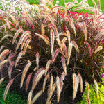 3 Purple Fountain Grass Live Plant Clumps 5-9" for Spring Planting, Ornamental Grass, Perennial Grasses Fast-Growing, Vibrant Color