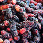Mulberry Plant Live for Planting 5 to 8 Inch Tall, Sweet Mulberry Fruit Tree, Mulberries Seedling (Dwarf Mulberry)