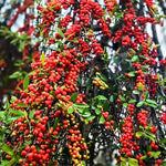Weeping Yaupon Holly Plant Live for Planting 4 to 6 Inch Tall, Weeping Holly Tree Live Plant, Weeping Shrubs and Bushes