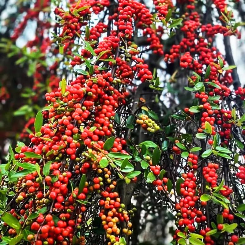 Weeping Yaupon Holly Plant Live for Planting 4 to 6 Inch Tall, Weeping Holly Tree Live Plant, Weeping Shrubs and Bushes
