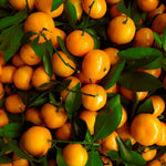 Grafted Golden Mandarin Plant Live, Tangerine Plant, Cold-Hardy Citrus Tree, 2-3 Feet Tall in Gallon Pot, Edible Sweet Fruit Tree for Garden