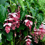 4 Medinilla Plants, Medinilla Gregori Hambali