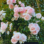 Roses Live Plant, Climbing Rose Plant Live from 5'' Tall, Bush Shrub Plants, Fragrant Flower Garden (Pink New Dawn)