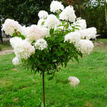 Set 2 Hydrangea Live Plants, Change Colors Hydrangea Bushes Shrubs Trees Live Plants in 4” Pot, Live Hydrangea Well Rooted for Planting (Pink White, Trim as Tree)