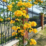 2 Bougainvillea Live Plants, Tropical Bougainvillea Flowering Vine, Fast Growing Outdoor and Container Plant, 4-8'' Tall (Yellow Blooms)