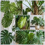 Set 2 Monstera Deliciosa Plants Live, Live Green Monstera Houseplants, Monstera Plant from 5 Inc Tall