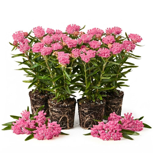 4 Pink Milkweed Live Plants, 4-9 Inch Tall