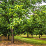 2 Pecan Plants Live, 1-2 Feet Tall Bare Root, Cold-Hardy Nut Trees for Garden and Landscaping, No Leaves, Dormant