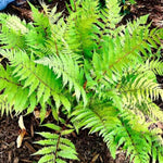 10 Cinnamon Ferns Live Plants Outdoor, Live Ferns for Outdoors, Indoor Hardy Perennial Fern Rhizomes Bare Roots