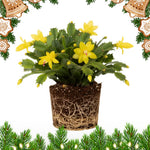 Christmas Cactus Plants Live 3-6 Inches, Vibrant Thanksgiving Christmas Cactus, Yellow Blooms, Cactus for Indoor Planting