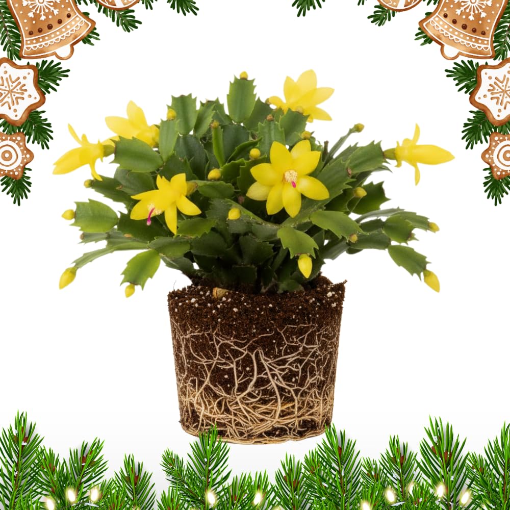 Christmas Cactus Plants Live 3-6 Inches, Vibrant Thanksgiving Christmas Cactus, Yellow Blooms, Cactus for Indoor Planting