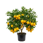 Air-Layered Meyer Lemon Bush Live Plant, Lemon Citrus Fragrant for Outdoor Planting, 1-2 Ft Tall in Gallon Pot