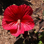 Hibiscus Tree Live Plants for Outdoor Planting, Vibrant Blooms, Size 5-9 Inc in Tall, Dormant in Winter, Spring Fast-Growing (Red)