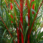 Palm Tree Plant, Live Tropical Palm Tree, Fully Rooted in 3 Gallon Pot, Ready for Outdoor Planting (Red Palm)